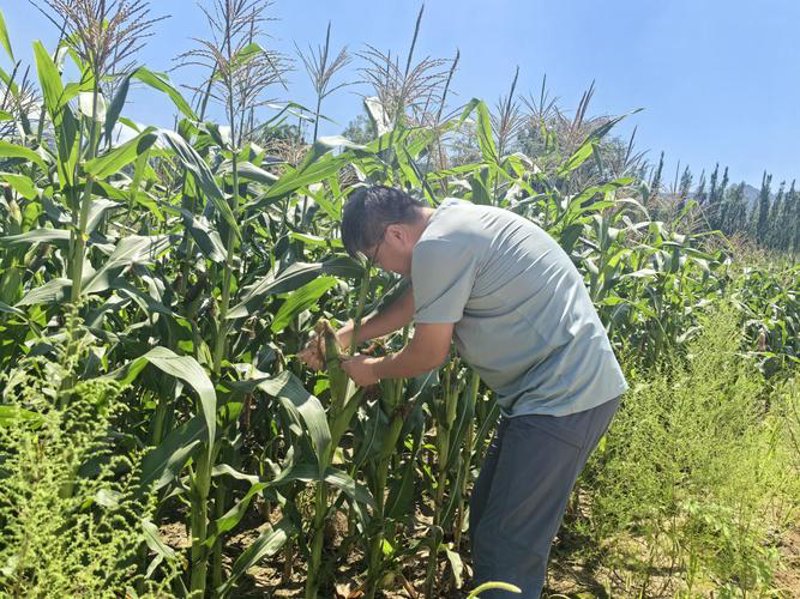 谷物种植业:从田间地头到餐桌上的丰收